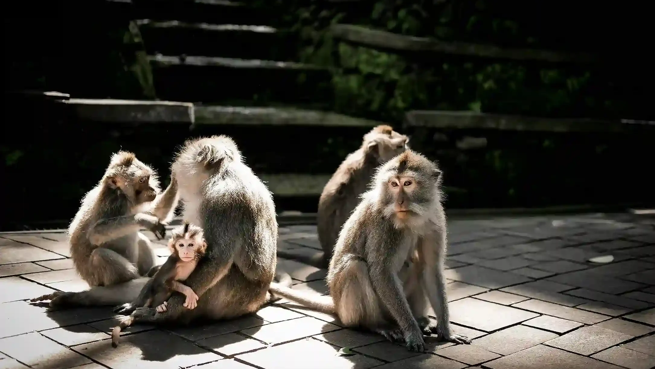 Monyet di Monkey Forest Ubud | Villa di Ubud | Bali Premium Villa