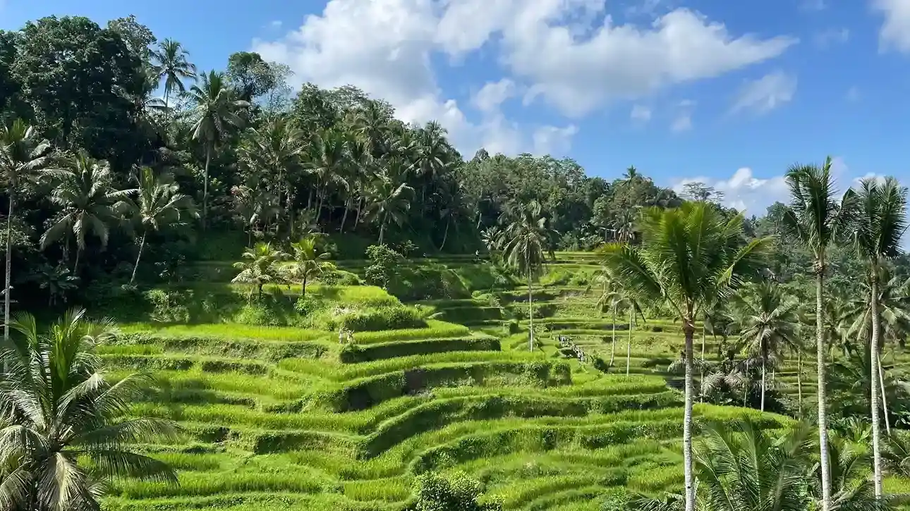 Tegalalang Rice Terrace | Villa di Ubud | Bali Premium Villa