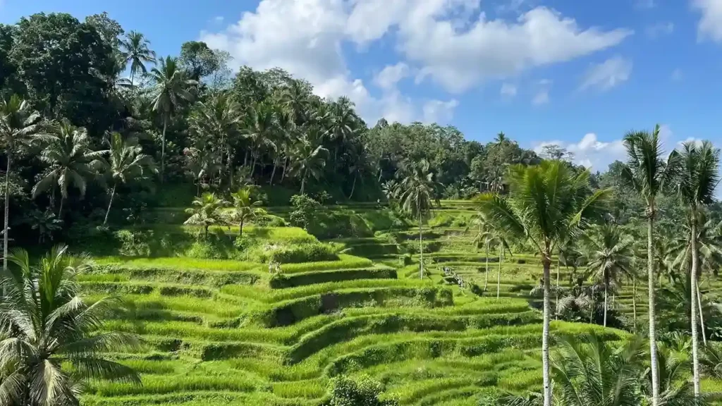 Tegalalang Rice Terrace | Villa di Ubud | Bali Premium Villa